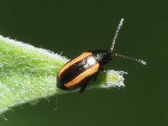 Phyllotreta vittula