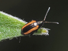 Phyllotreta vittula