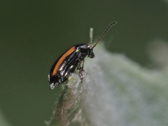 Phyllotreta vittula