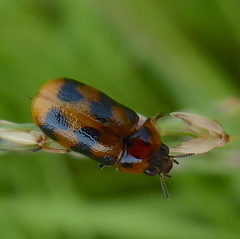 Melitonoma