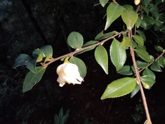 Camellia cuspidata