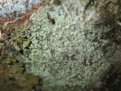 Buellia griseovirens