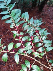 Ilex pubescens