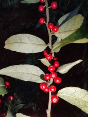 Ilex pubescens