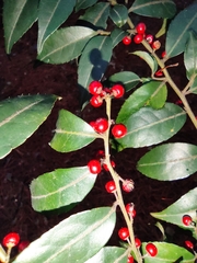 Ilex pubescens