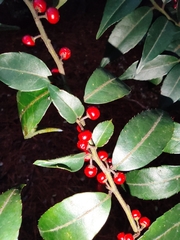 Ilex pubescens