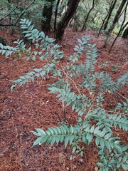 Ilex pubescens