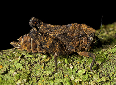 Vingselina crassa