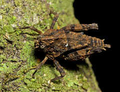 Vingselina crassa