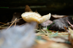 Leucocybe candicans