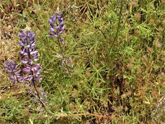 Lupinus benthamii
