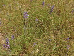 Lupinus benthamii