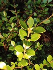 Syzygium grijsii