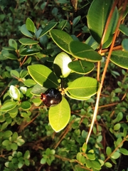 Syzygium grijsii