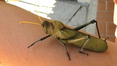 Antiphon acropyrinon