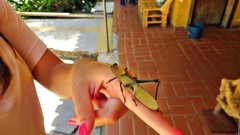 Antiphon acropyrinon