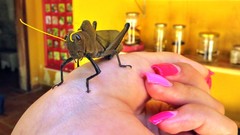 Antiphon acropyrinon