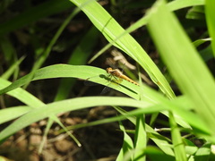 Erythrodiplax melanorubra