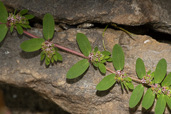 Euphorbia humistrata