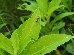 Phylloscyrtus amoenus