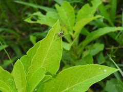 Phylloscyrtus amoenus