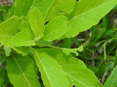 Phylloscyrtus amoenus