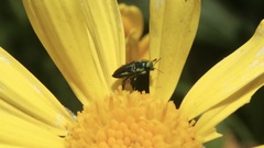 Bilyaxia cordillerae