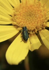 Bilyaxia cordillerae