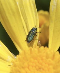 Bilyaxia cordillerae