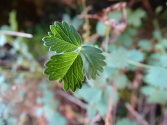 Potentilla sterilis