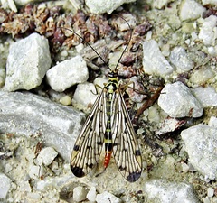 Panorpa germanica
