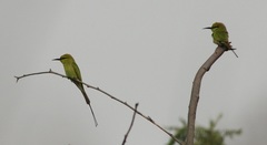 Merops viridissimus