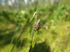 Carex chordorrhiza
