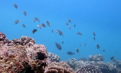 Pycnochromis vanderbilti