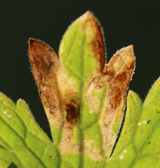 Phytomyza ranunculi