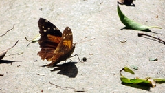 Historis acheronta