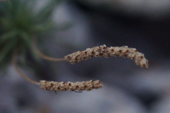 Plantago subulata
