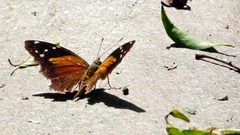 Historis acheronta