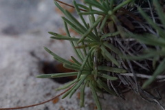Plantago subulata