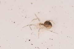 Paidiscura pallens