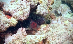 Cirripectes vanderbilti