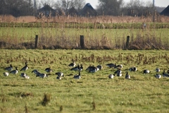 Branta leucopsis