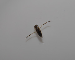 Anisops assimilis