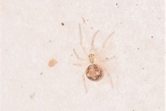 Paidiscura pallens