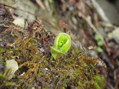 Hylotelephium caucasicum