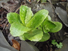 Hylotelephium caucasicum