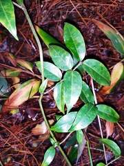 Coptosapelta diffusa