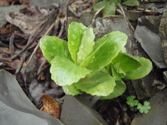 Hylotelephium caucasicum