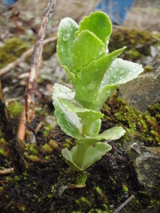 Hylotelephium caucasicum