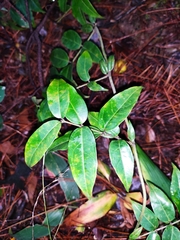 Coptosapelta diffusa
